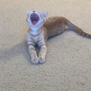 Meet your Posher, Kristina